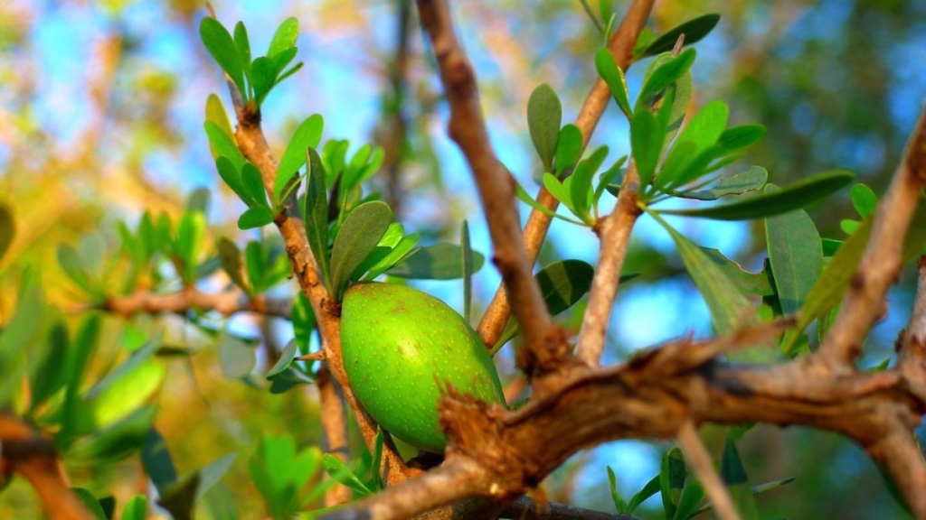 Argan Yağı Nedir? Faydaları Nelerdir?