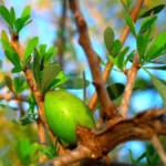 Argan Yağı Nedir? Faydaları Nelerdir?
