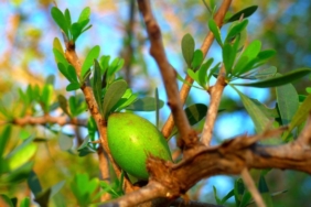 Argan Yağı Nedir? Faydaları Nelerdir?