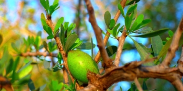 Argan Yağı Nedir? Faydaları Nelerdir?