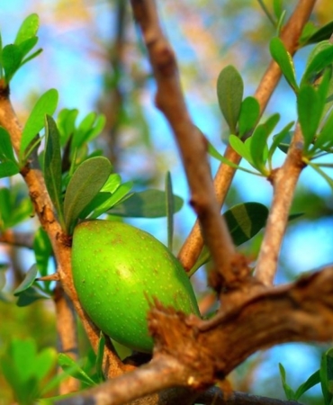 Argan Yağı Nedir? Faydaları Nelerdir?