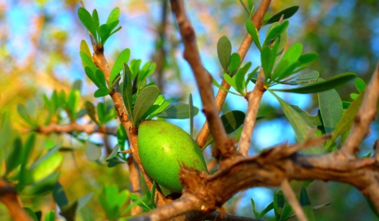 Argan Yağı Nedir? Faydaları Nelerdir?