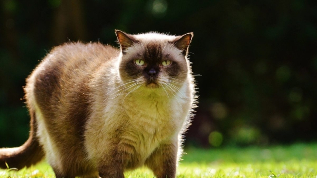 Birman Kedisi Nedir? Özellikleri Nelerdir?