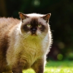 Birman Kedisi Nedir? Özellikleri Nelerdir?