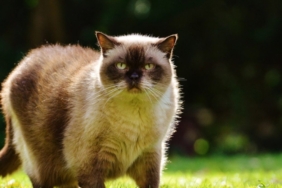 Birman Kedisi Nedir? Özellikleri Nelerdir?