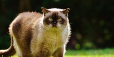 Birman Kedisi Nedir? Özellikleri Nelerdir?