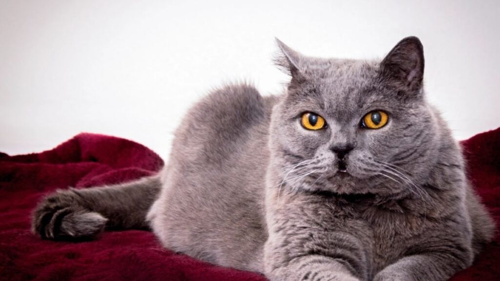 British Kedi Nedir? Cinsleri Nelerdir?