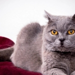 British Kedi Nedir? Cinsleri Nelerdir?