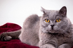 British Kedi Nedir? Cinsleri Nelerdir?
