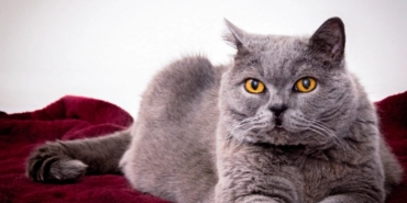 British Kedi Nedir? Cinsleri Nelerdir?