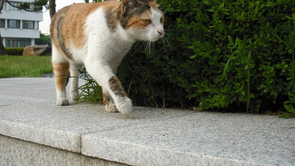 Kedi Kumu Nedir? Ne İşe Yarar?