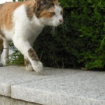Kedi Kumu Nedir? Ne İşe Yarar?