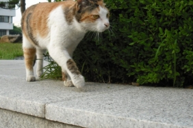 Kedi Kumu Nedir? Ne İşe Yarar?