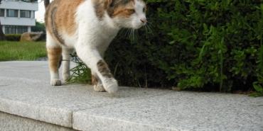 Kedi Kumu Nedir? Ne İşe Yarar?
