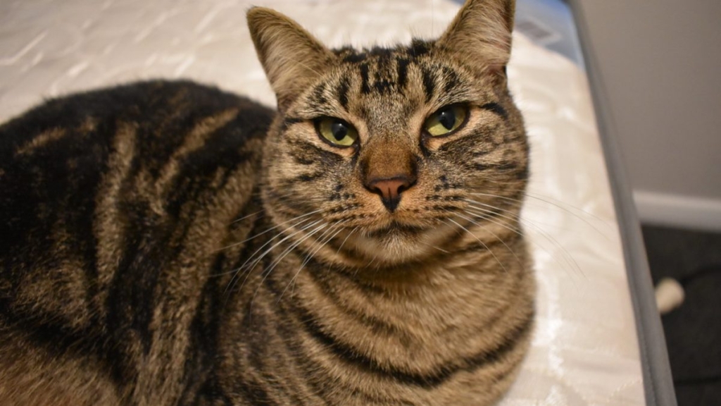 Organik Kedi Kumu