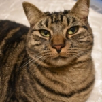 Organik Kedi Kumu