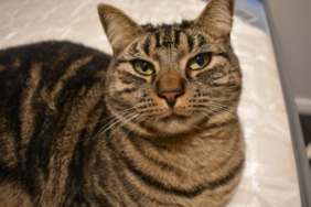 Organik Kedi Kumu