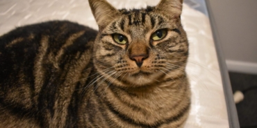 Organik Kedi Kumu