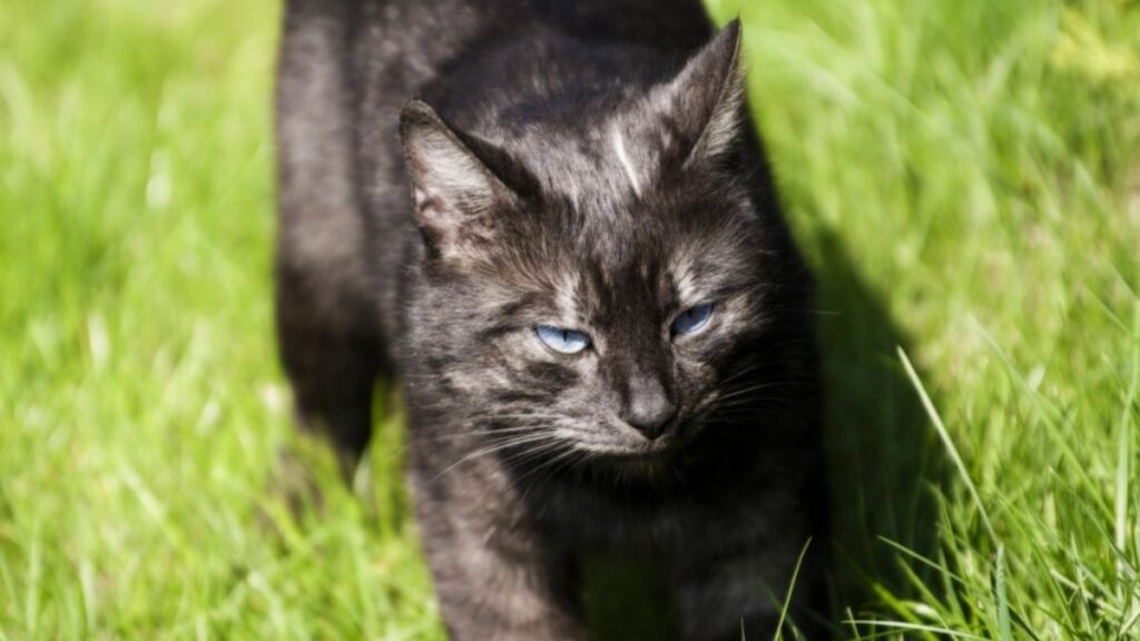 Siyah Kedi Cinsleri Nelerdir?