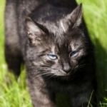 Siyah Kedi Cinsleri Nelerdir?