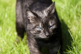 Siyah Kedi Cinsleri Nelerdir?