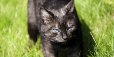 Siyah Kedi Cinsleri Nelerdir?